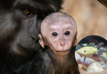 Zoológico de Morelia registra más de 500 nacimientos durante la actual administración