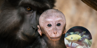 Zoológico de Morelia registra más de 500 nacimientos durante la actual administración