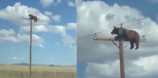 ¡Hasta la cima! Oso sorprende al trepar un poste de luz junto a una carretera