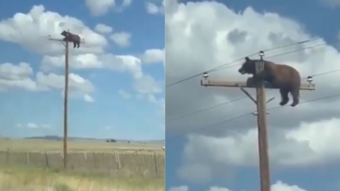 Oso sorprende al trepar un poste de luz junto a una carretera