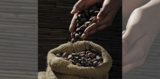 Del árbol a la taza: los beneficios del cacao para la salud y el bienestar