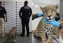 El jaguar cachorro de Zitácuaro tiene daños irreversibles en su salud