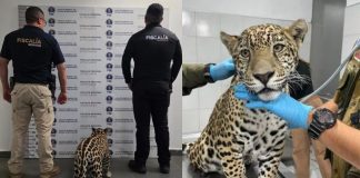 El jaguar cachorro de Zitácuaro tiene daños irreversibles en su salud