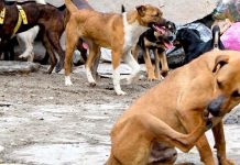 #VIDEO // Alcalde pide no dar agua ni comida a perros de la calle y sugiere aplicar sanciones