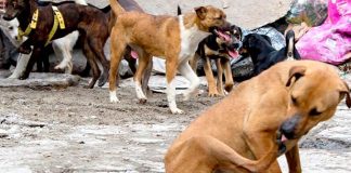 #VIDEO // Alcalde pide no dar agua ni comida a perros de la calle y sugiere aplicar sanciones