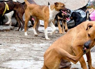 #VIDEO // Alcalde pide no dar agua ni comida a perros de la calle y sugiere aplicar sanciones