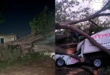 Árbol de gran tamaño colapsa y aplasta tres vehículos en Apatzingán