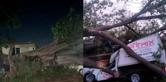Árbol de gran tamaño colapsa y aplasta tres vehículos en Apatzingán