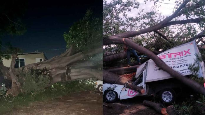 Arbol-de-gran-tamaño-colapsa