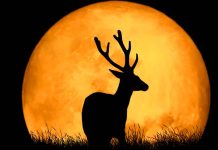 Calendario astronómico de julio 2026: Luna del Venado, conjunciones planetarias y lluvia de estrellas