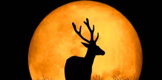 Calendario astronómico de julio 2026: Luna del Venado, conjunciones planetarias y lluvia de estrellas