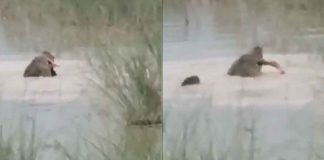 #VIDEO // Cocodrilo ataca y ahoga a un niño de 12 años en el río Ghaghara