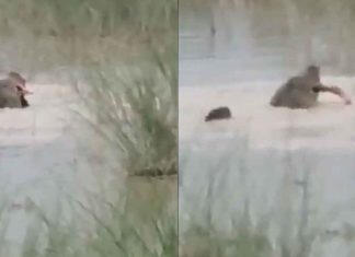 #VIDEO // Cocodrilo ataca y ahoga a un niño de 12 años en el río Ghaghara