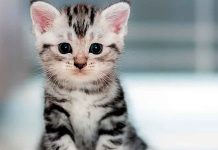 ¿Sabías que hoy también es el Día de los Gatitos? La historia detrás de esta celebración viral
