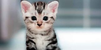 ¿Sabías que hoy también es el Día de los Gatitos? La historia detrás de esta celebración viral