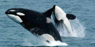 Día Mundial de la Orca: curiosidades sobre el mayor depredador del océano