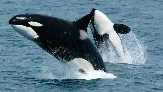 Dia-Mundial-de-la-Orca