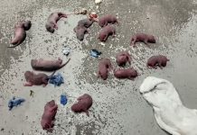 Reportan presunta plaga de roedores en hospital Camelinas de Morelia; exigen atención urgente