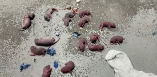 Reportan presunta plaga de roedores en hospital Camelinas de Morelia; exigen atención urgente