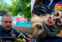 El estado de salud del mono araña rescatado en Pajacuarán es crítico: Zoológico de Morelia