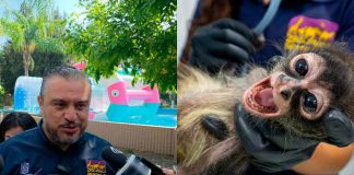 El estado de salud del mono araña rescatado en Pajacuarán es crítico: Zoológico de Morelia