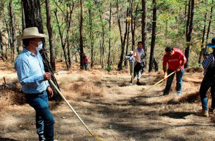 ¿Qué hace un guarda forestal? El trabajo de quienes protegen los bosques de Michoacán