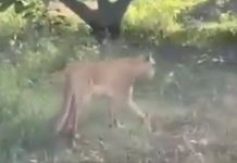 #VIDEO // Captan a puma con su cría entre huertas de aguacate en Tancítaro, Michoacán
