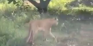#VIDEO // Captan a puma con su cría entre huertas de aguacate en Tancítaro, Michoacán