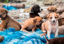 5 formas de apoyar a los animales en situación de calle sin necesidad de adoptar
