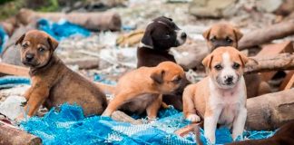 5 formas de apoyar a los animales en situación de calle sin necesidad de adoptar