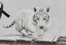 PROFEPA defiende operativo por la muerte del tigre Kenzo y asegura que el disparo fue para proteger a un veterinario