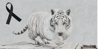 PROFEPA defiende operativo por la muerte del tigre Kenzo y asegura que el disparo fue para proteger a un veterinario