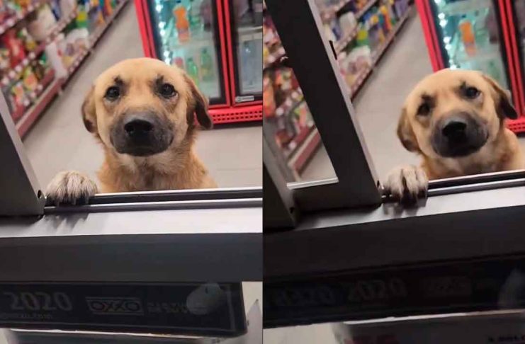 #VIDEO // Lomito se roba los corazones al despachar en el turno nocturno