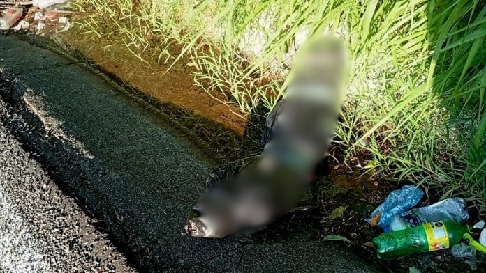 Niño tira a gatito de azotea (10)