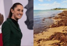 Sargazo: qué es, por qué invade los mares mexicanos y por qué se convirtió en un problema ambiental
