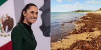 Sargazo: qué es, por qué invade los mares mexicanos y por qué se convirtió en un problema ambiental