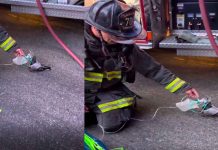 #VIDEO // Bomberos salvan a una paloma con oxígeno y enternecen a las redes