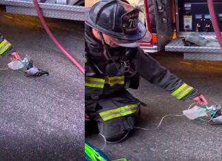 #VIDEO // Bomberos salvan a una paloma con oxígeno y enternecen a las redes
