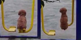 #VIDEO // Perrito enamora a las redes al columpiarse tranquilamente en un parque