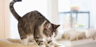 ¿Por qué los gatos “amasan” con sus patas? La explicación científica de uno de sus comportamientos más tiernos