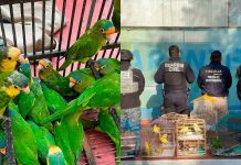 Recibe Zoológico de Morelia 83 aves aseguradas por Profepa