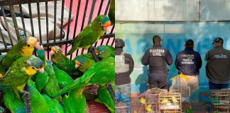 Recibe Zoológico de Morelia 83 aves aseguradas por Profepa