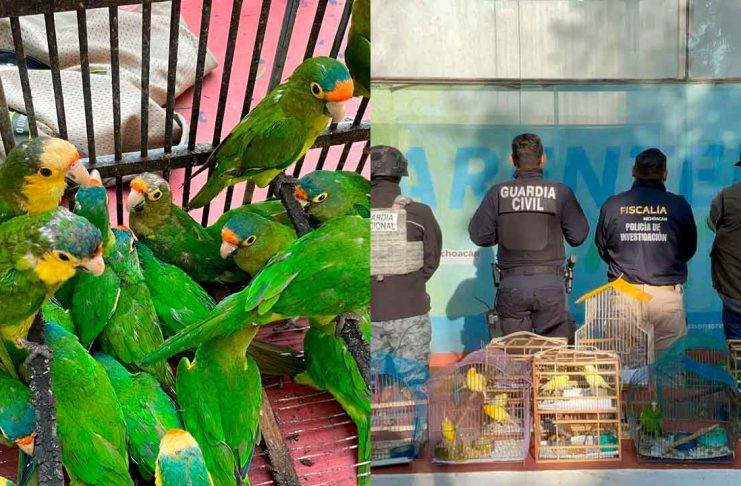 Recibe Zoológico de Morelia 83 aves aseguradas por Profepa