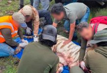 Muere el tigre “Kenzo” durante operativo de captura en el Edomex