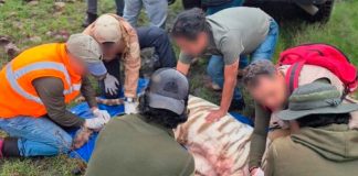 Muere el tigre “Kenzo” durante operativo de captura en el Edomex