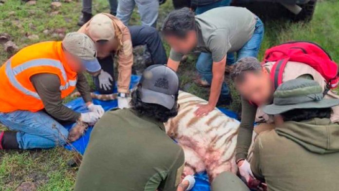 Tigre-muere-en-rescate