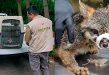 Zoológico de Morelia recibe a zorro gris rescatado por Profepa