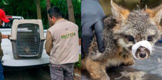 Zoológico de Morelia recibe a zorro gris rescatado por Profepa