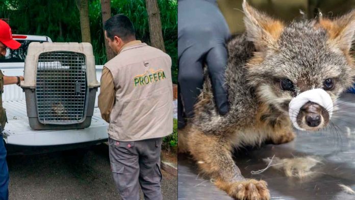 Zoologico-de-Morelia-recibe-a-zorro