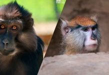 Descubre el fascinante mundo de los pequeños primates en el Zoológico de Morelia